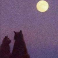 Moonlight Cats playlist cover